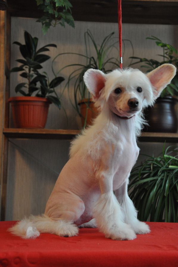 Kranar Keeper of the Stars