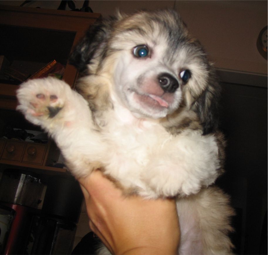 Spirit Of Mantra's Ingo