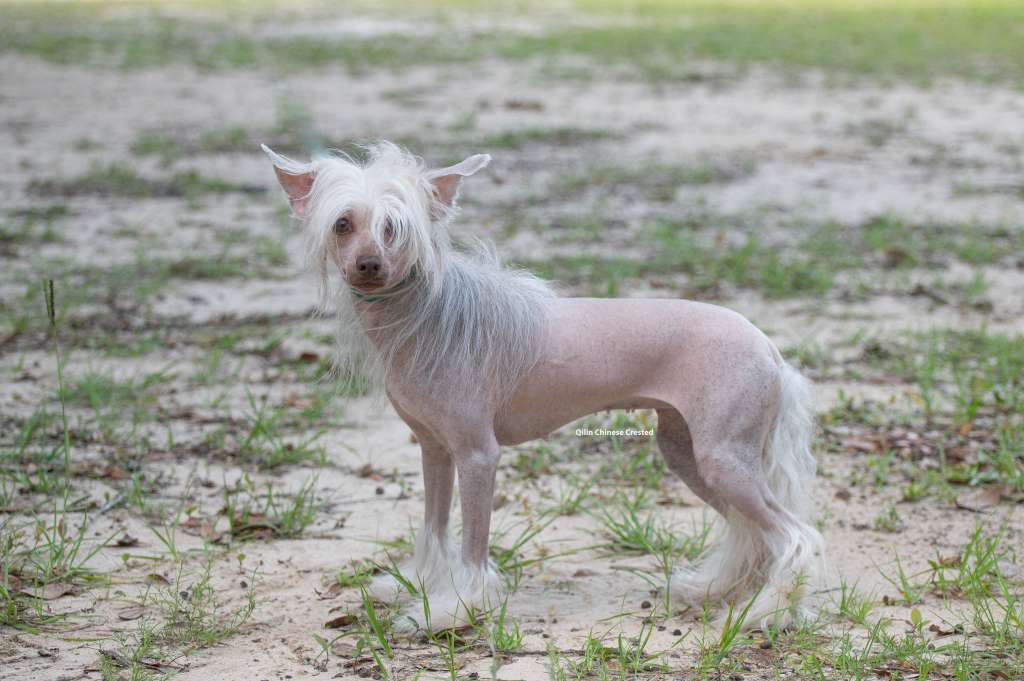 Qilins Princess of the outlands