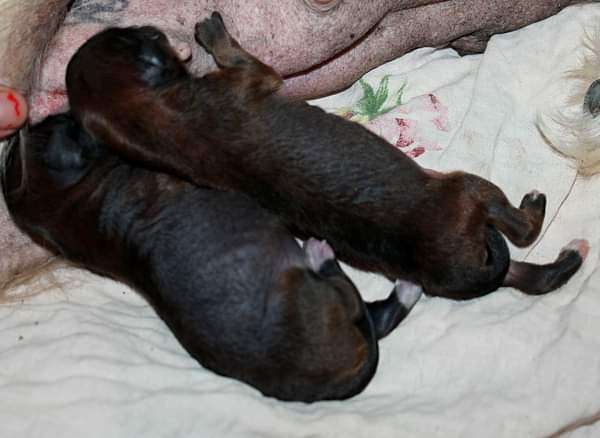 Varshava Molosos Gratzi