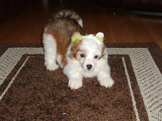 Breezy Meadows Chance