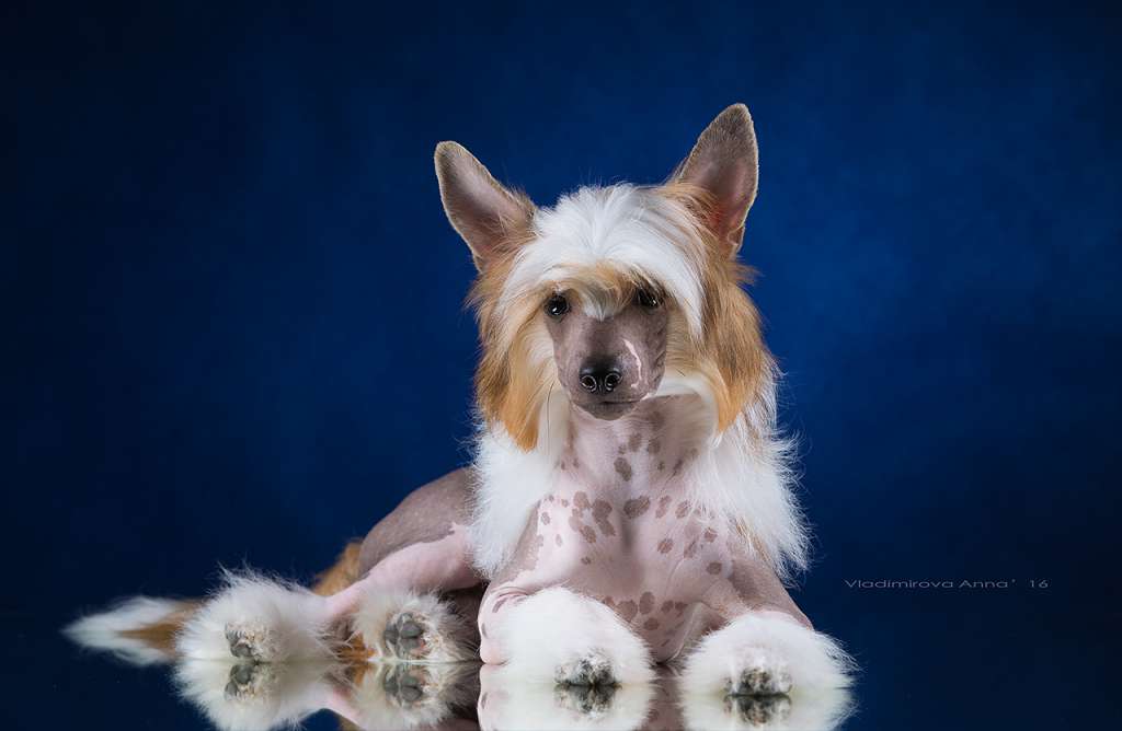 Envy White Mister Twister