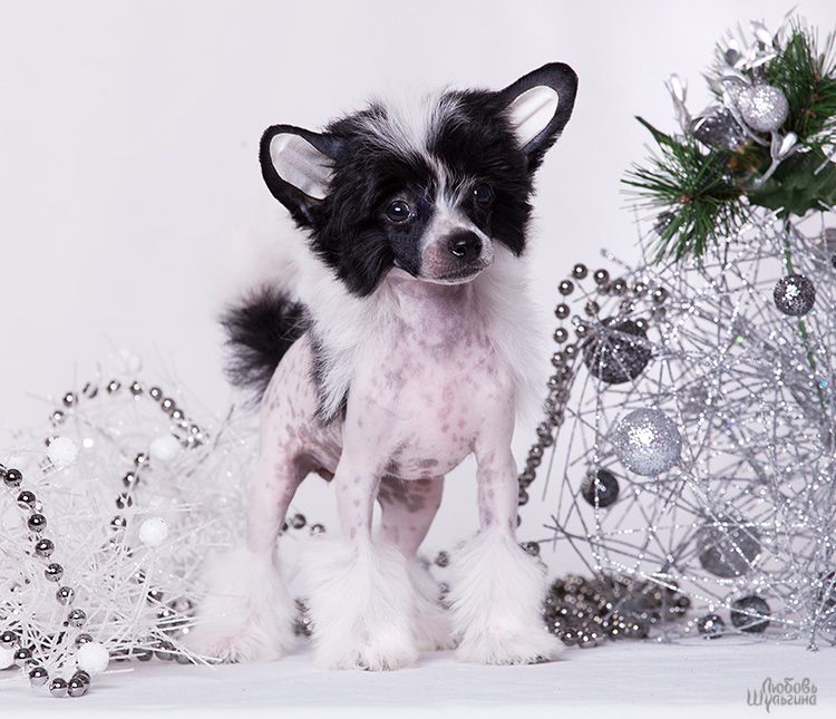 My Vanity Fair Irenka