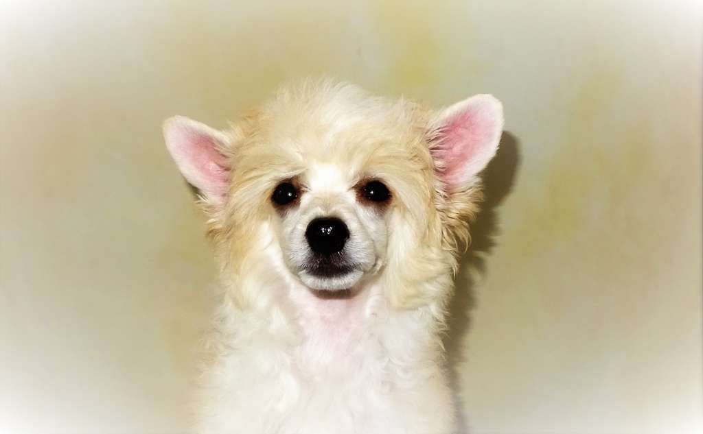 Lütfiye Diamond of the Night