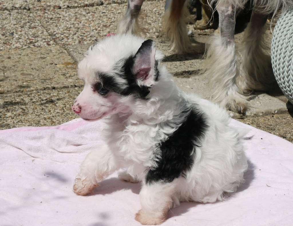 Tooske Little Charmings