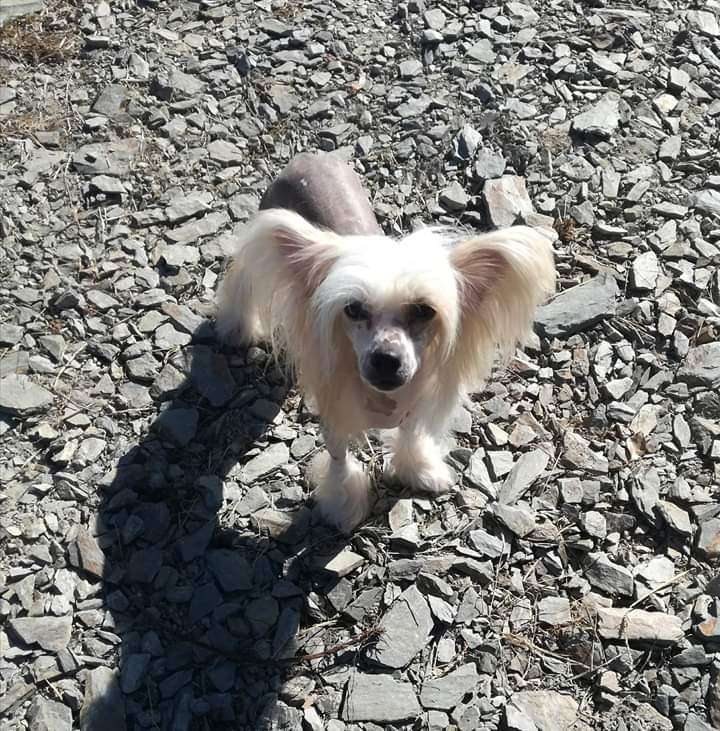 Beyonce Crystal Ice at Parcauwen ( Imp Cze ) JW