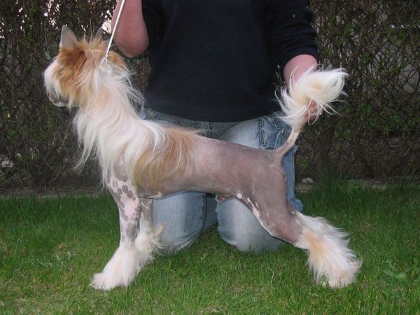 Pluto Lyse Wislaczki