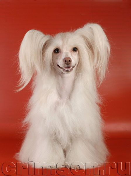 Rus Crimson Empaer Honey Boney 