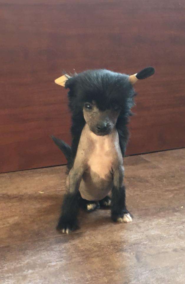 Fiery Fame Quality First