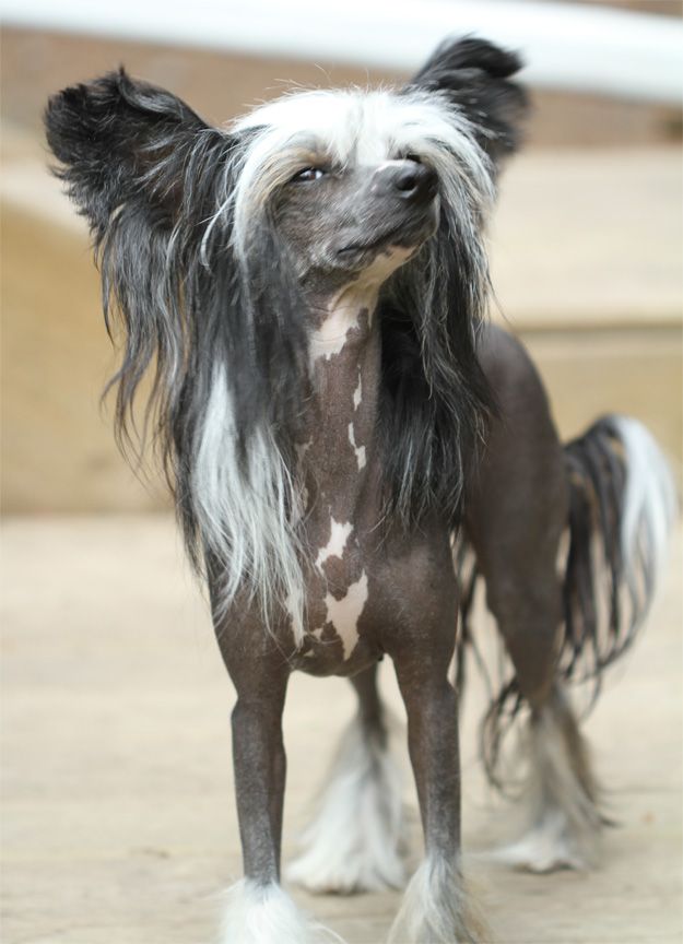 Crestars By Dezign HL