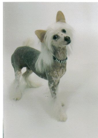 Jo-Bar Harry Connect the Dots