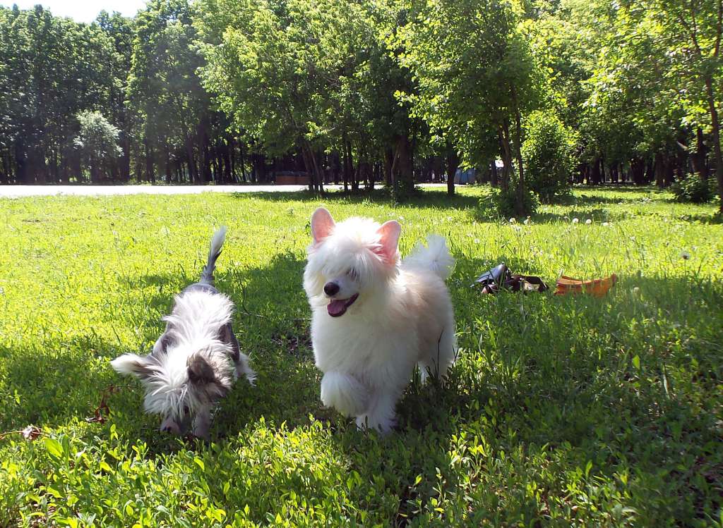 Silver Tauer Fortunatov