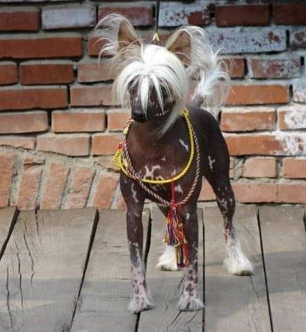 Harriet z Gangu Lysych