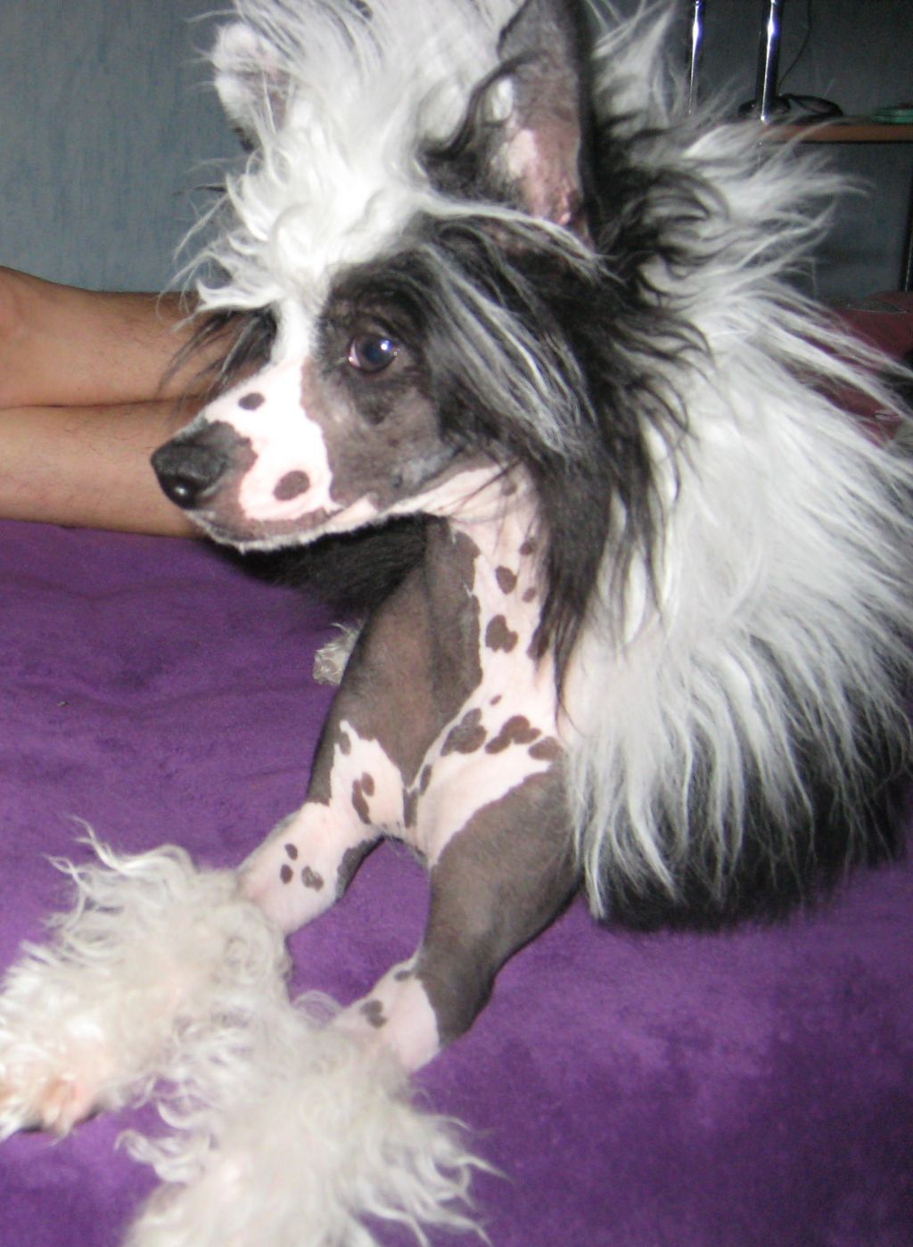 Blue Magic  Billa Bong