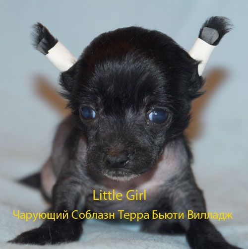 Charuyuschiy Soblazn Terra Byuti Villadj