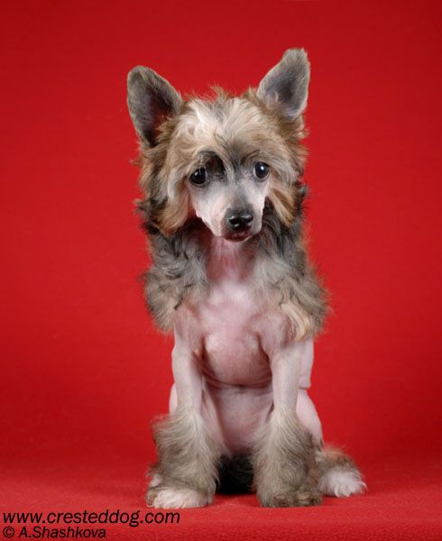 Angel Look Dare To Dream