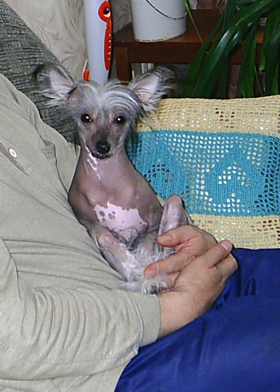 Chaina Dzhedai Ledi Varius