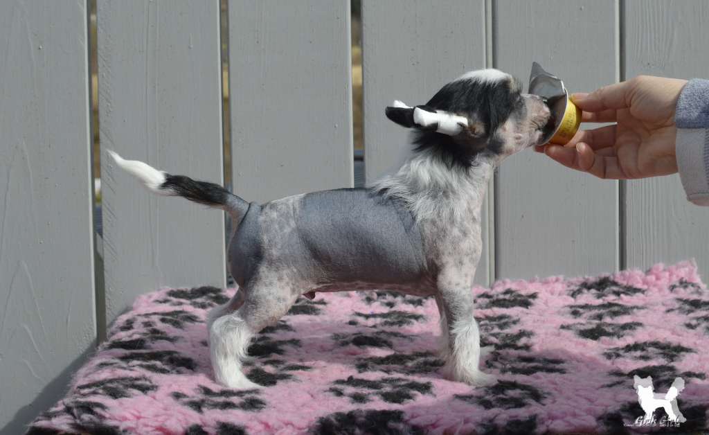 Girls Girls Coat's Are For Wimps