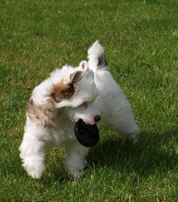 Tizzy Crazy likes Creamcake