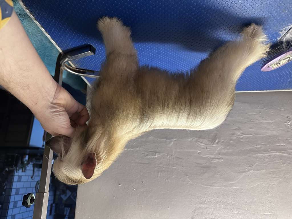 Sunshine Molosos Gratzi