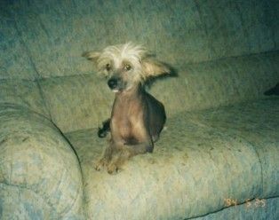 Belachi Bare Splendour