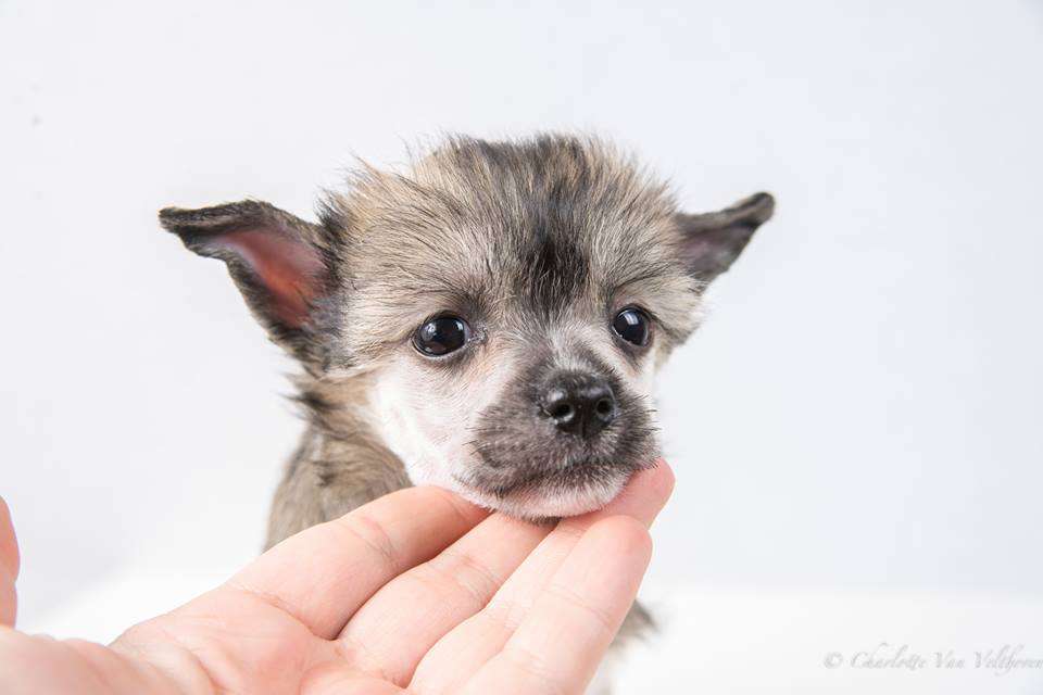 Traumtänz Nearly A Jewel