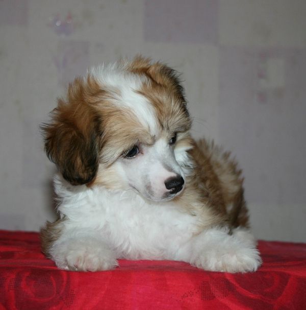 Alfa Laval Usually On The Top