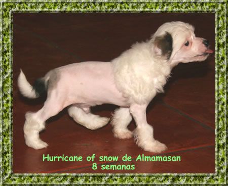 Hurricane of snow de Almamasan