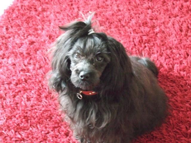 A little Jeannie of mystic Star