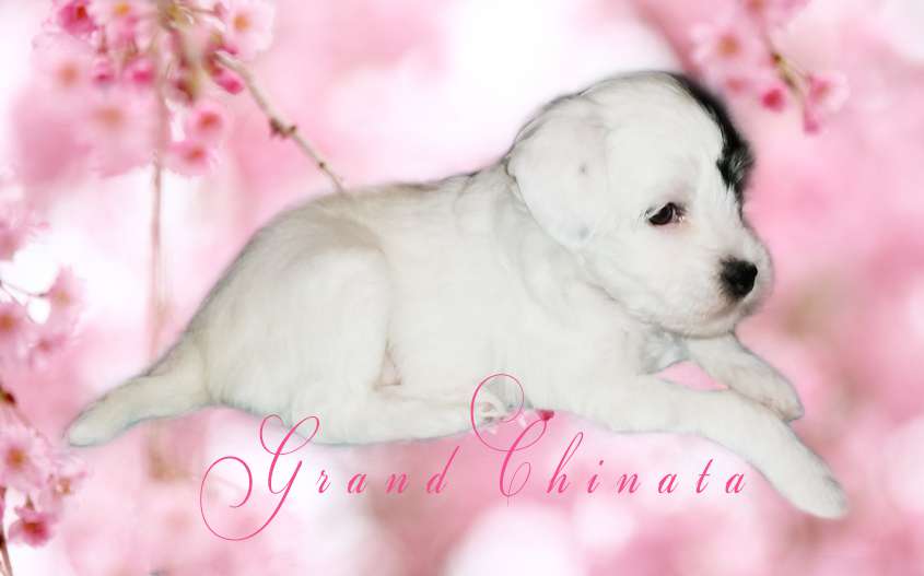 Grand Chinata Cleopatra