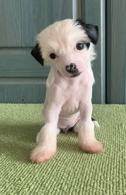 Bia Od Andelu Straznych