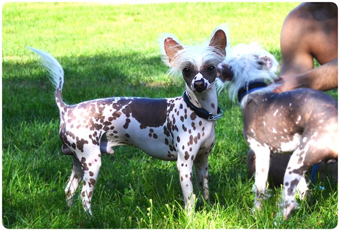 BarbieDolls Extra Eddie