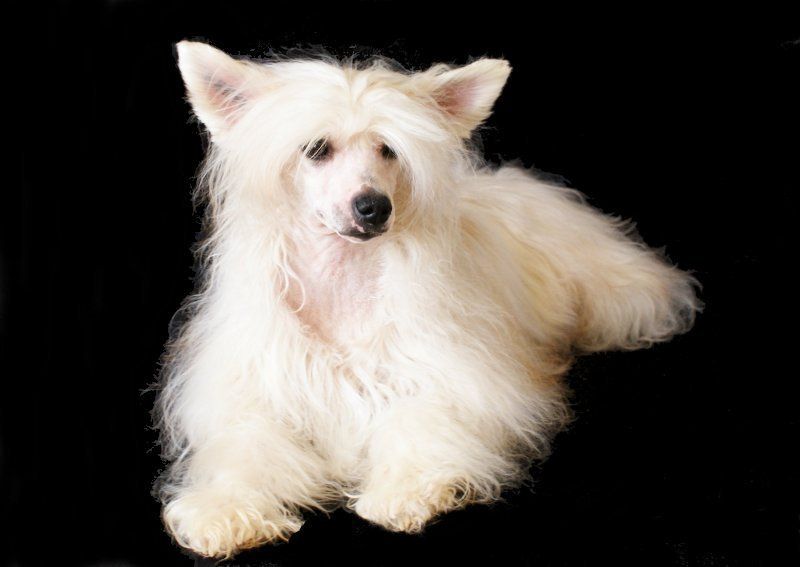 Ego Ideal Little Champs