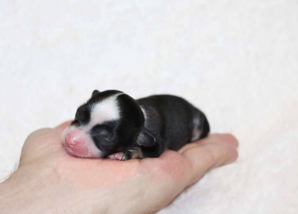 Charuyuschiy Soblazn Shanti