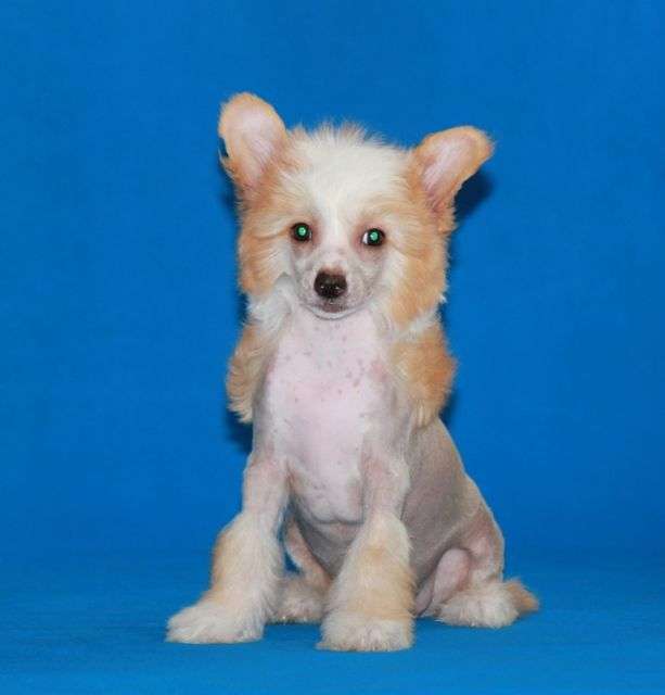 Jacqueline De Crous Dlya Liris