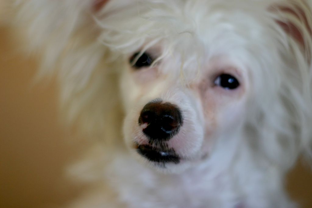 Shibatika Amidnight Mouse