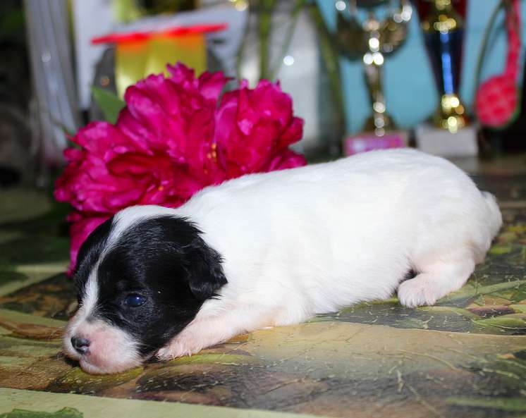 Angel O' Check Vernyi Drug