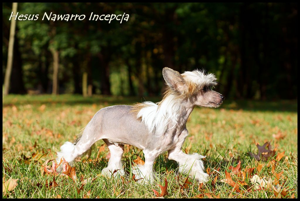 Hesus Nawarro Incepcja