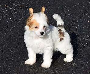 Misty Dream des Zéphyrs de l'Olympe