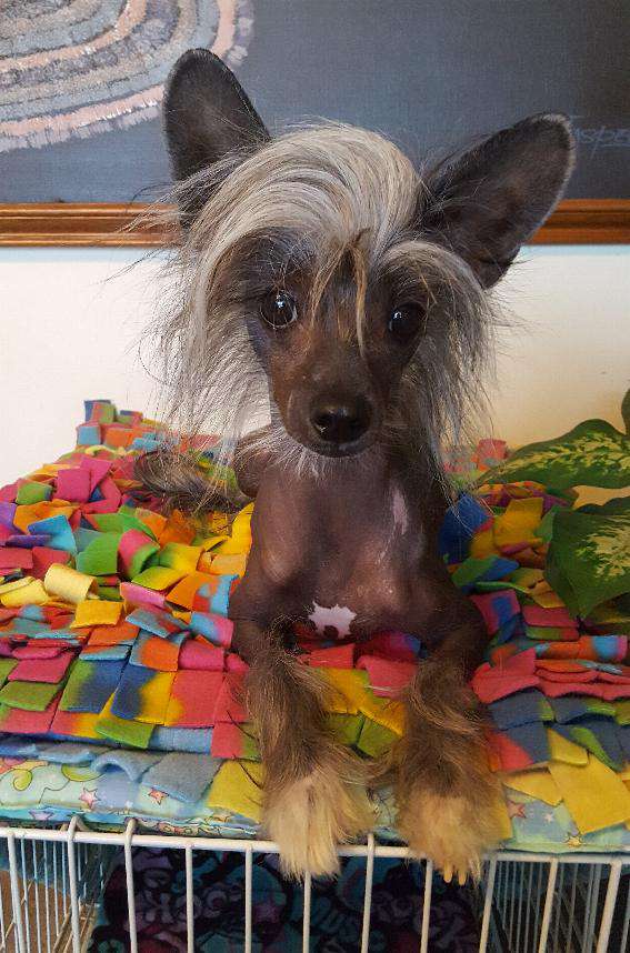 Crestline Holliwould Dewey CA