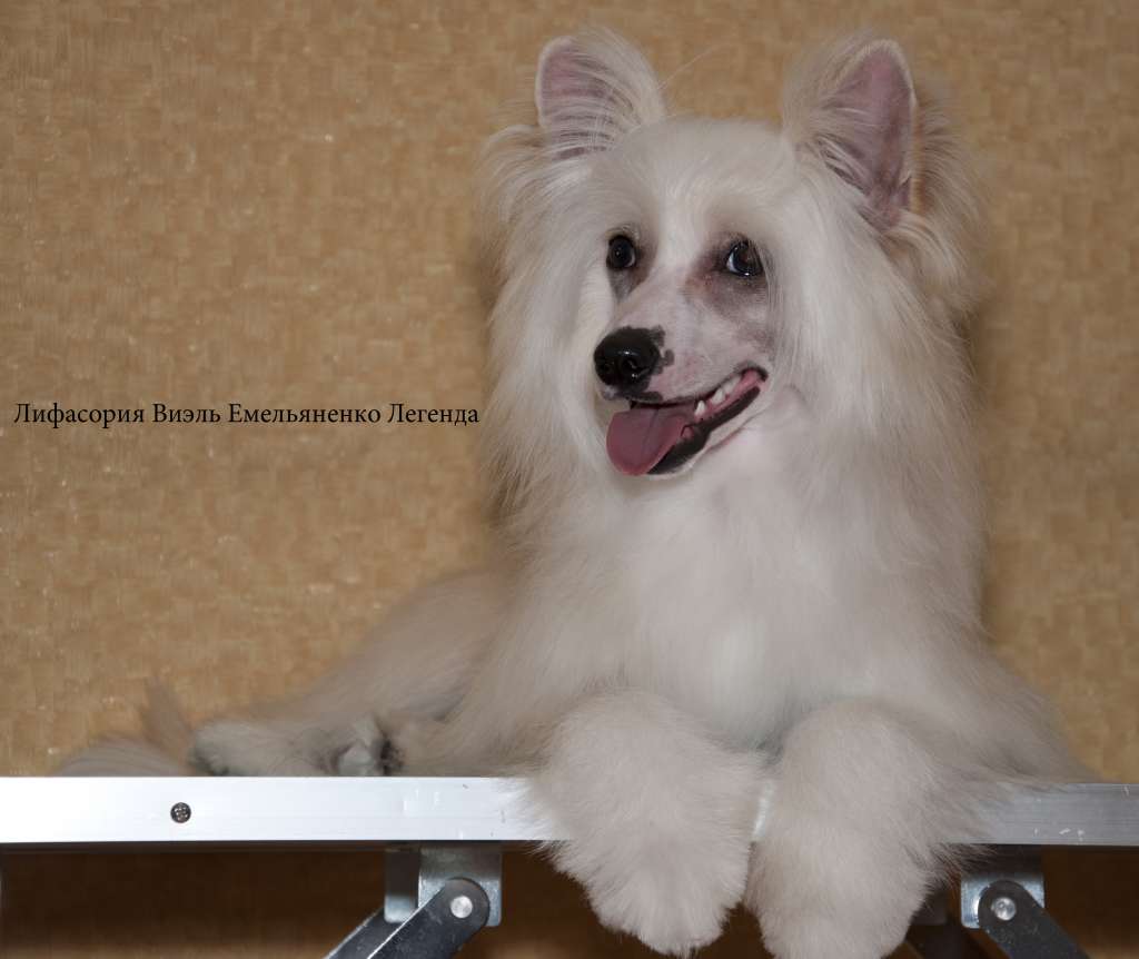 Lifasoria Viel Emelyanenko Legenda