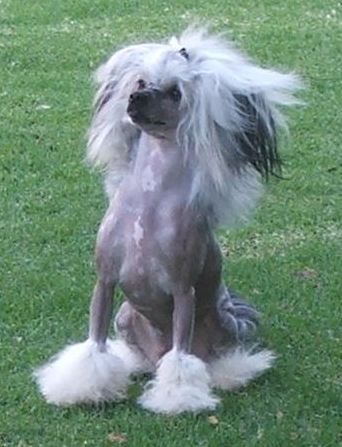 Starrstalactite Aurora