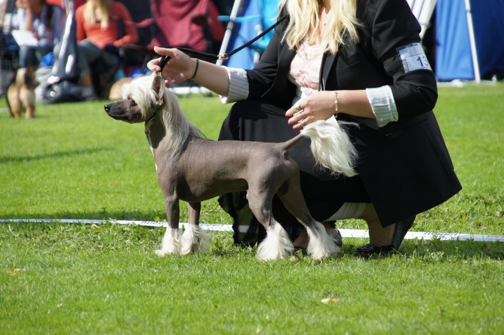 Lionheart Killing Kocktail