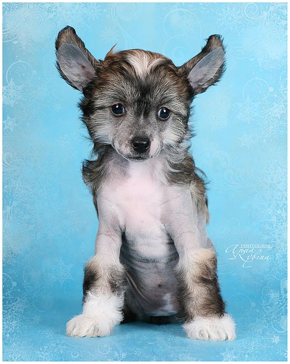 Dogland Happy Eseniya