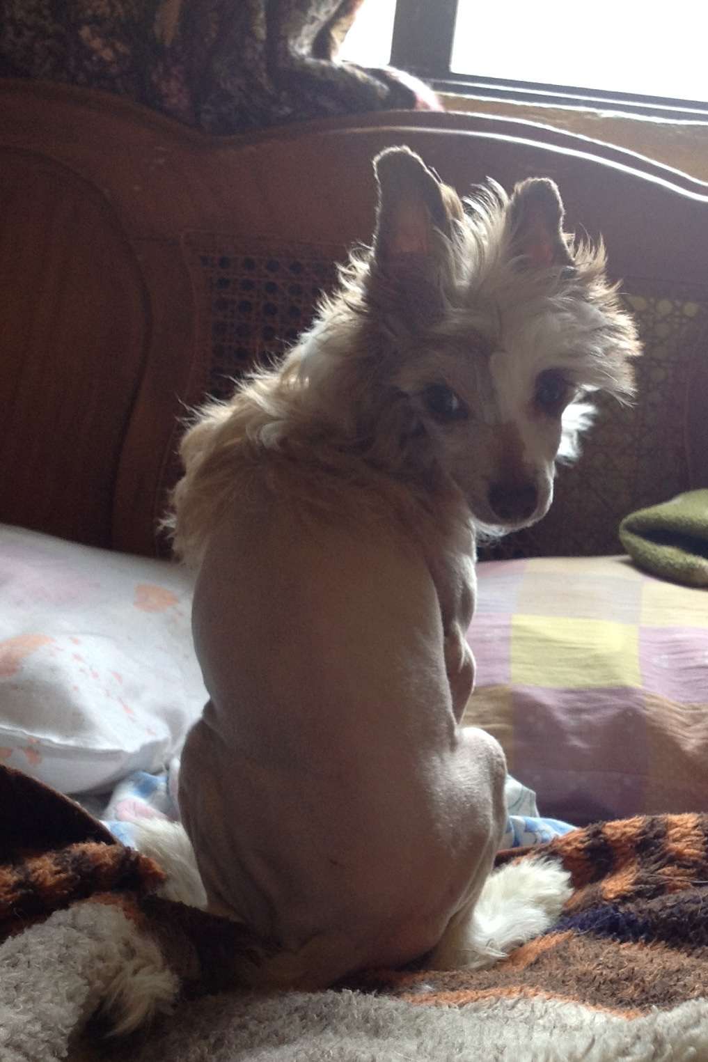 Mitzy in the sky del solar