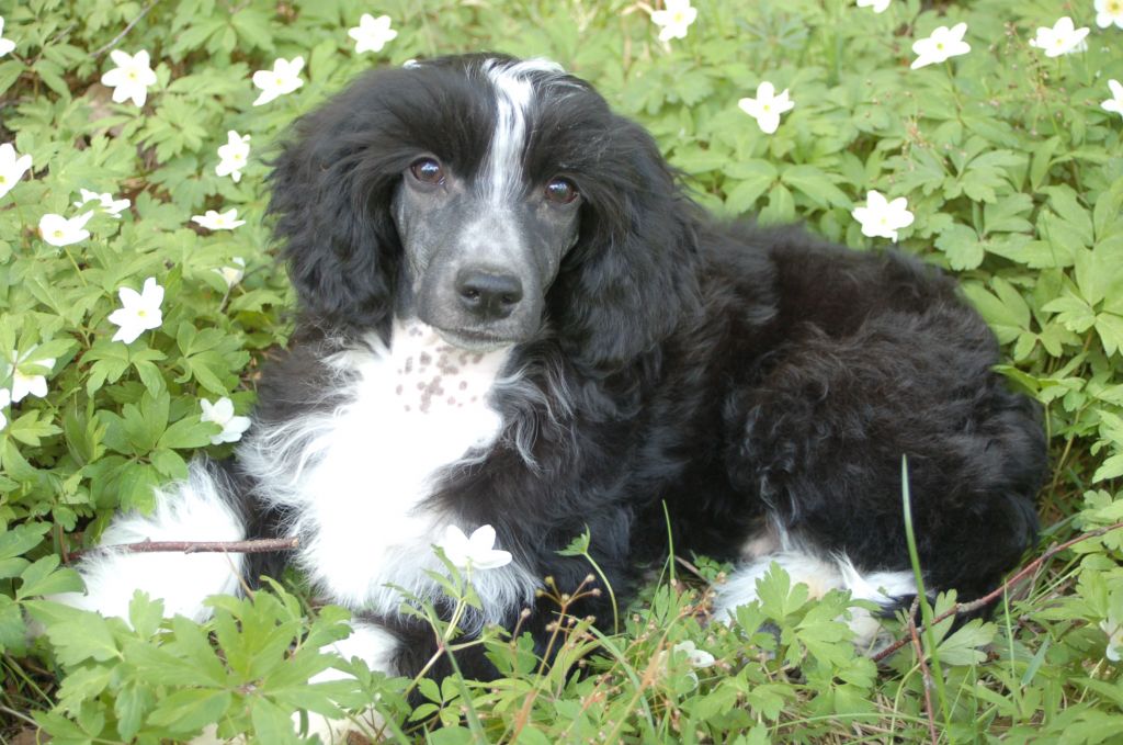 De La Mahafu's Let's Harro