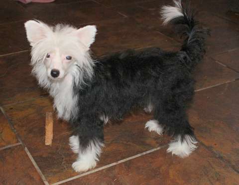 Spirit Gaea Queen Of Dreams