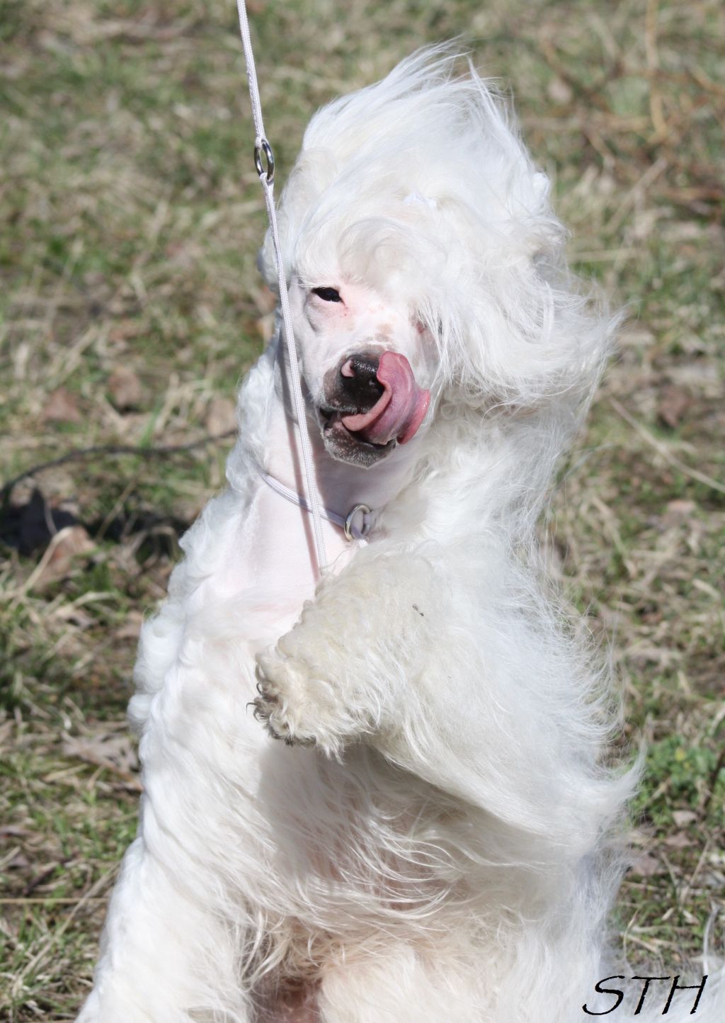 Sun-Hee's Circus Dancer 