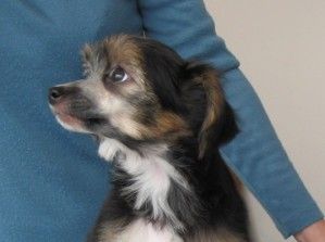 Huan Hardor Dzieci Simby