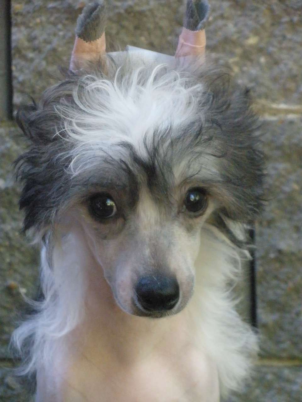 Welcome to Canada Al Maarii Sapphire